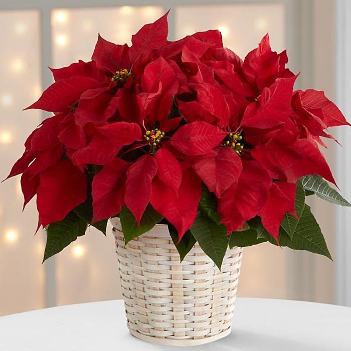 The Red Poinsettia Basket (Sm)