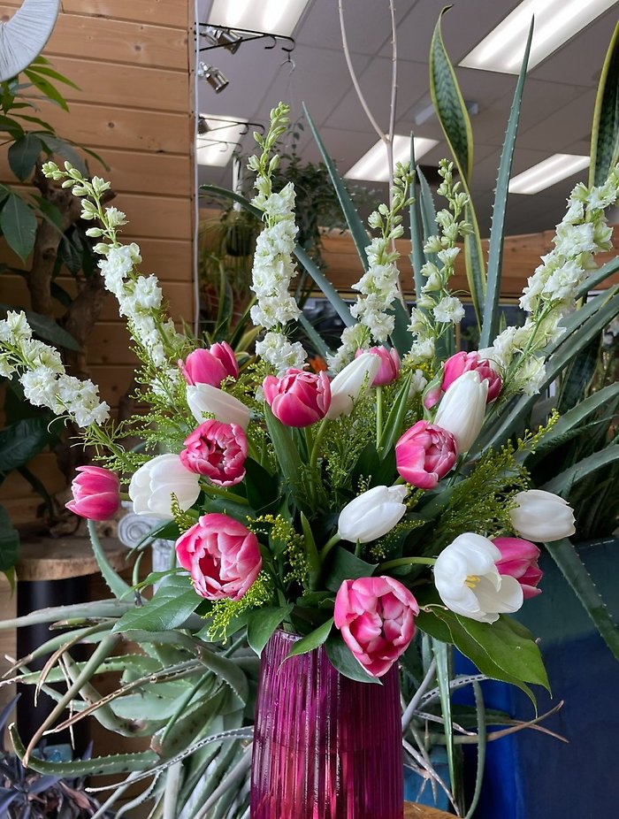 SWEET TULIP SERENADE
