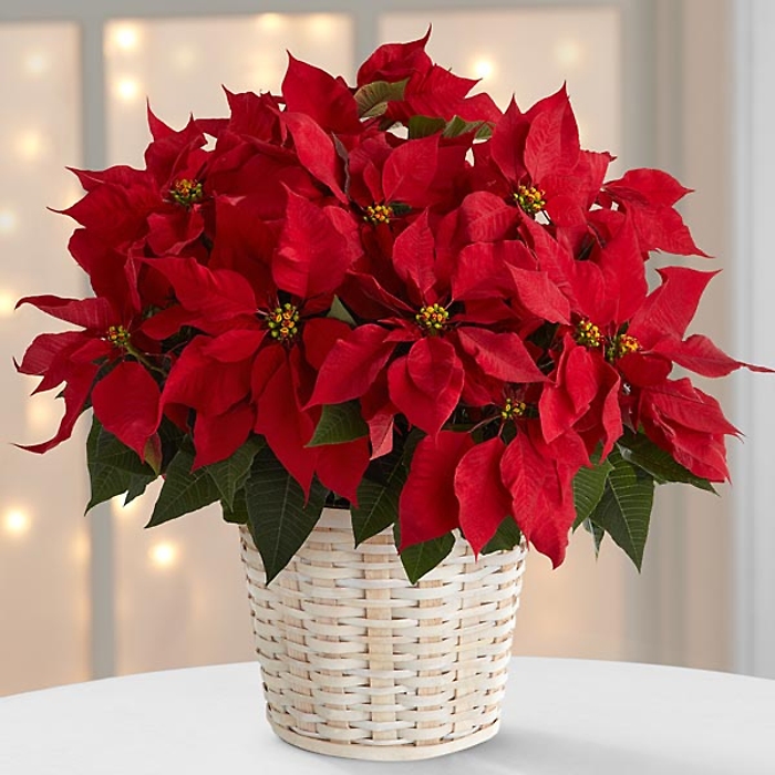 The Red Poinsettia Basket - large